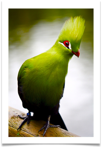 10 SA BIRD - Jan Hodson
